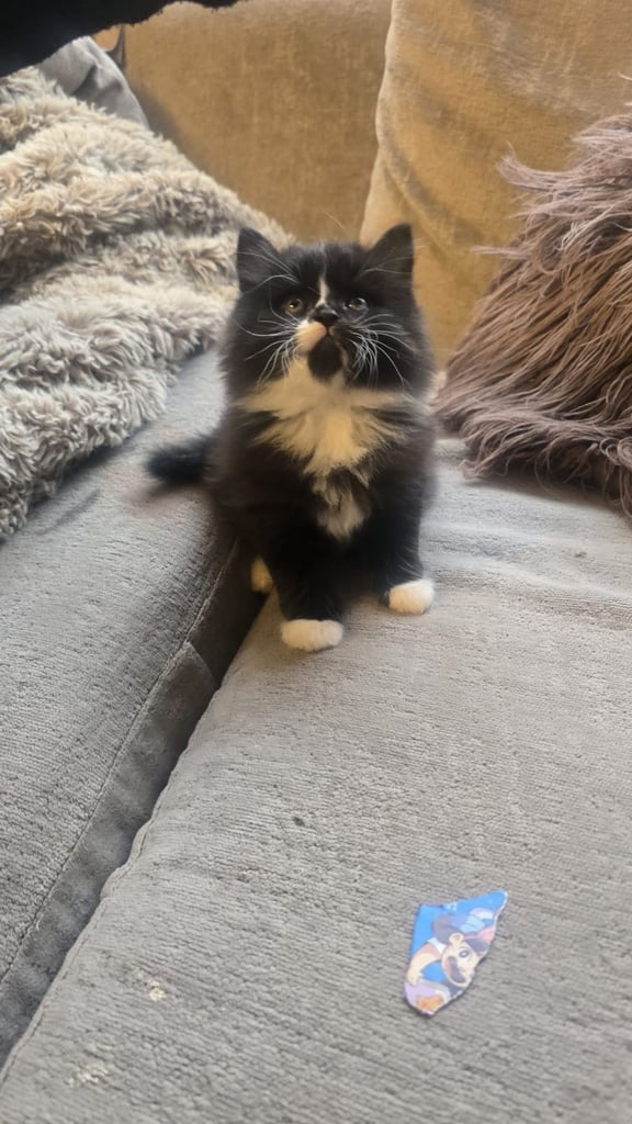 Beautiful Persian mix fur babies 