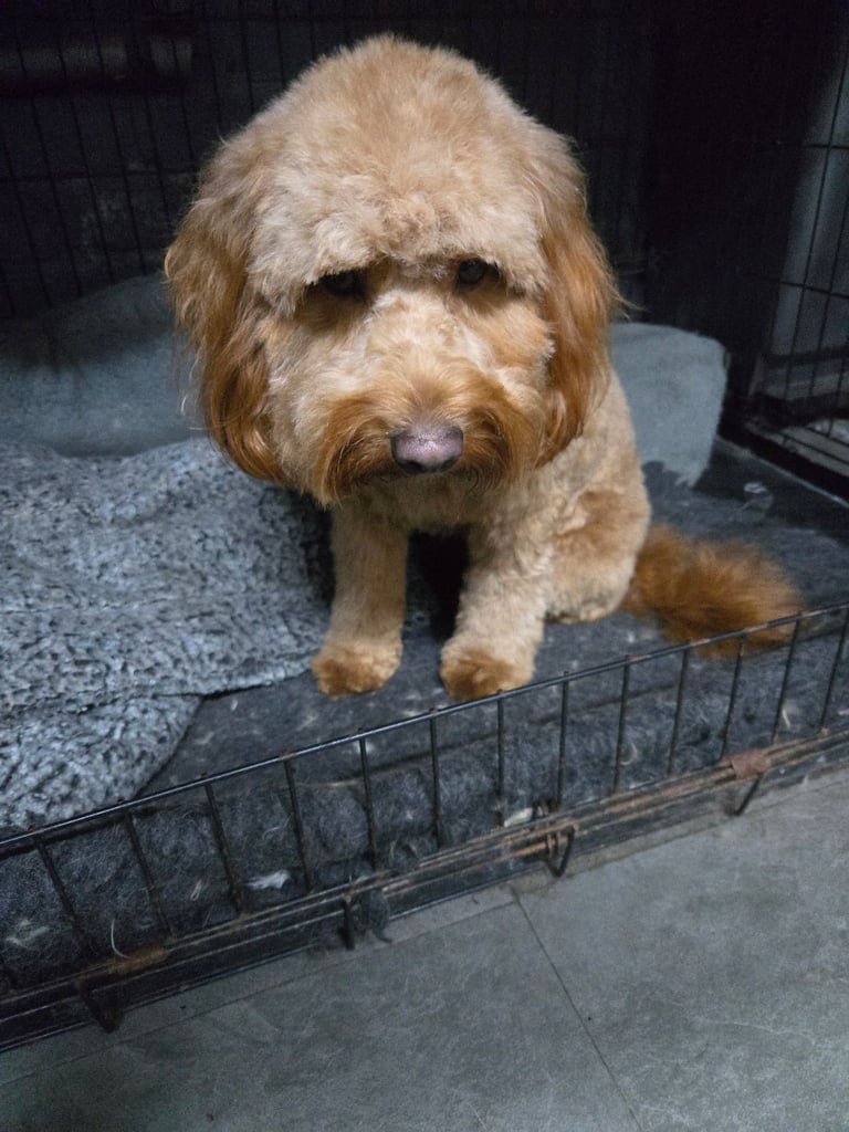 Gorgeous F1 Cockapoo Puppies