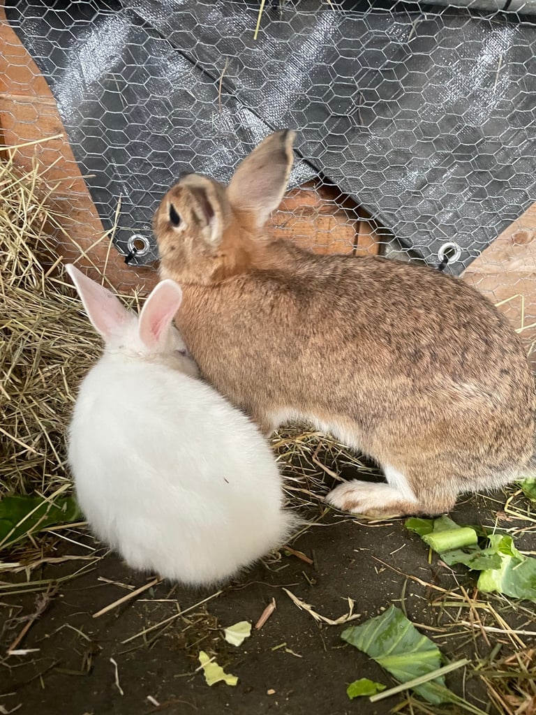 Mix breed baby rabbits & mama 