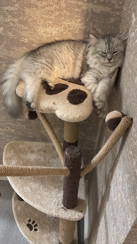 Persian Chinchilla Cat/Kitten
