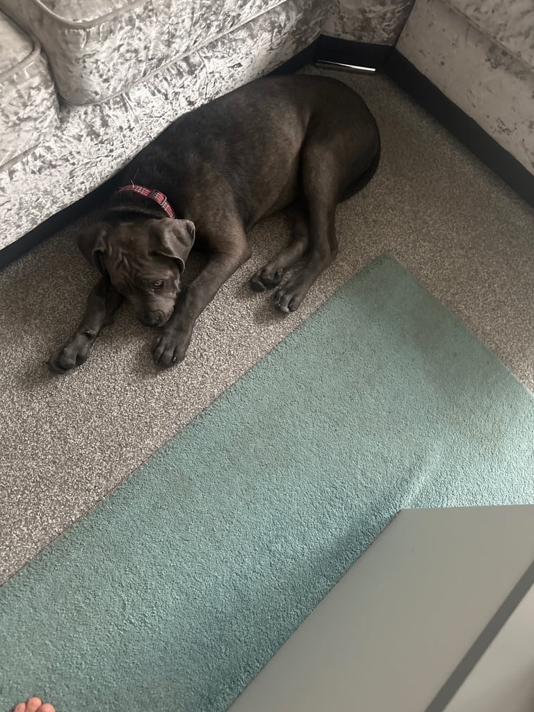 4 month old cane corso 