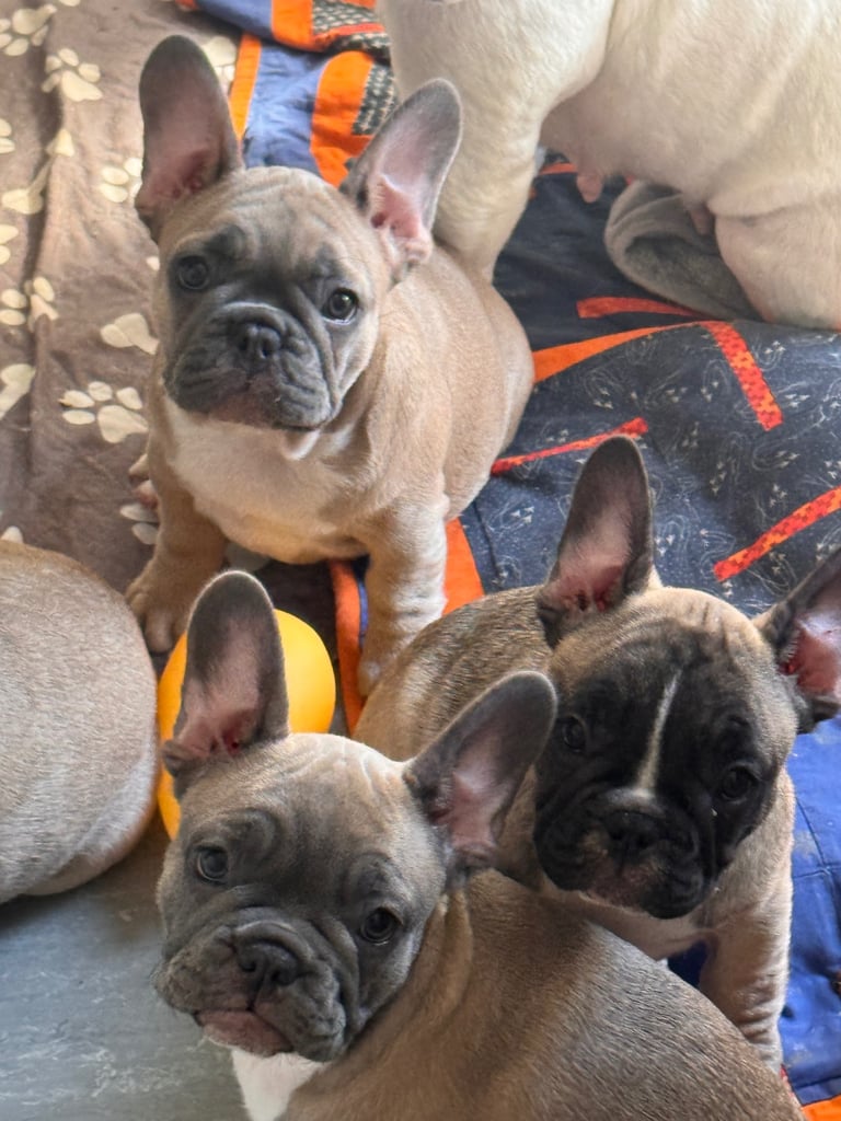 French bulldogs puppies