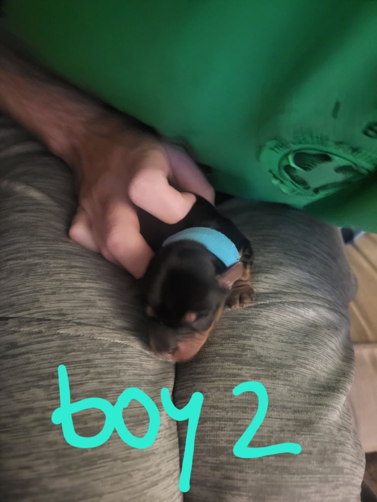 5 boy Yorkshire terrier puppies 4 weeks old