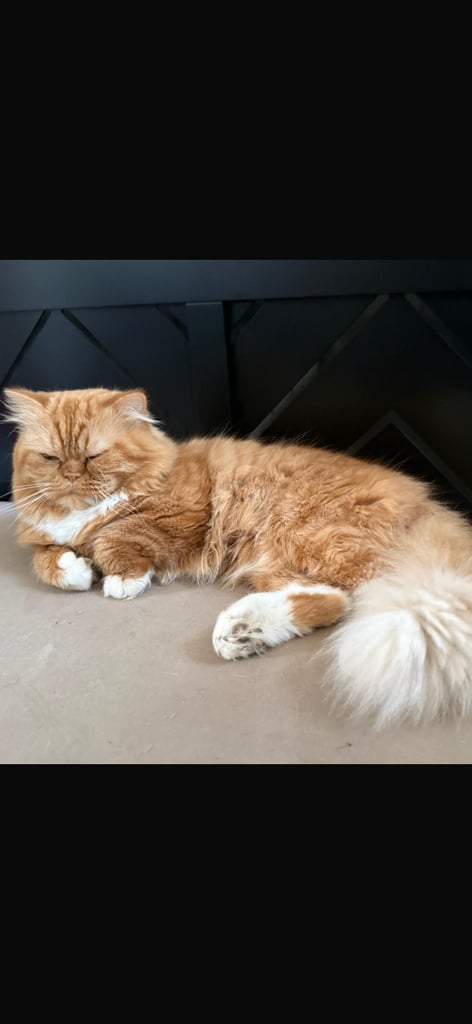 Persian Kittens For Sale