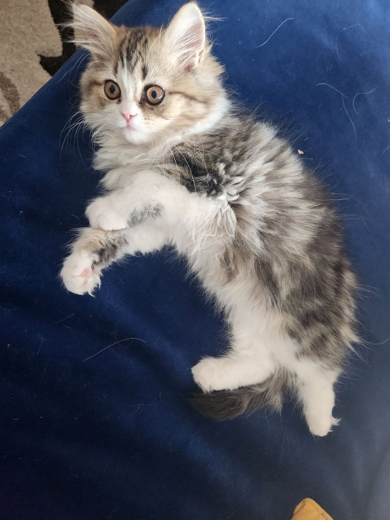 Pure persian doll face chinchilla kitten 