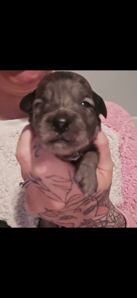 1 time miniature pomapoos 