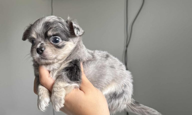 READY TO LEAVE SOON Blue Eye Merle, Tiny Longhair chihuahua 