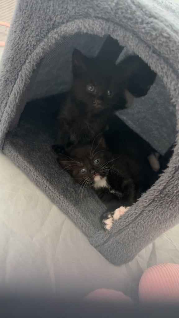 Kittens for sale £100