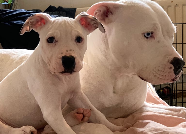 American Bulldog Puppies