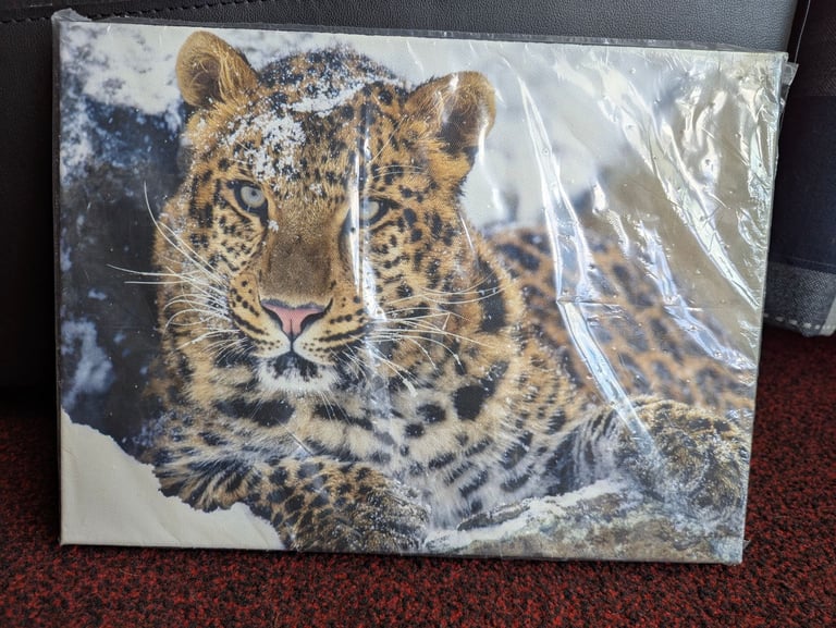 Snow leopard canvas