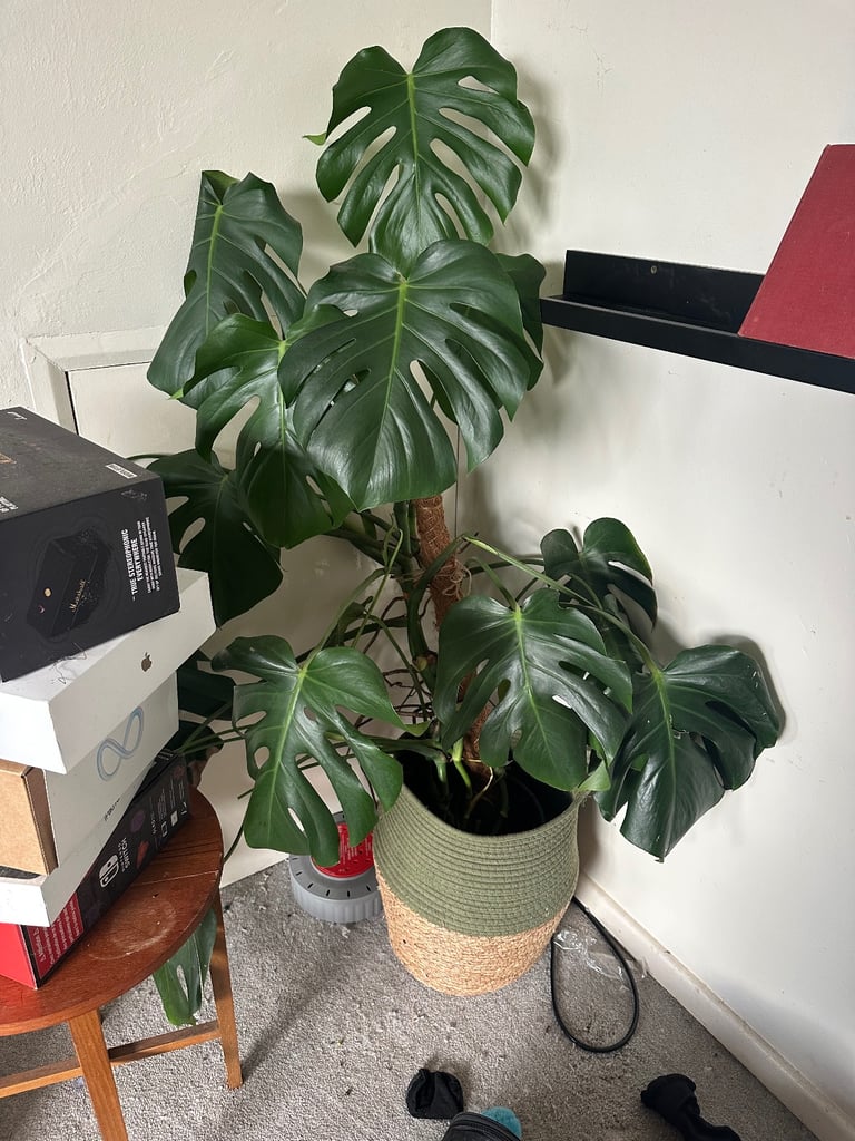 image for large swiss cheese plant