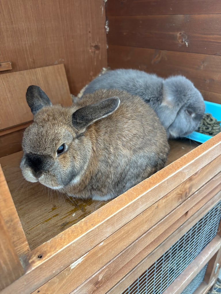 Mini Lop Rabbits