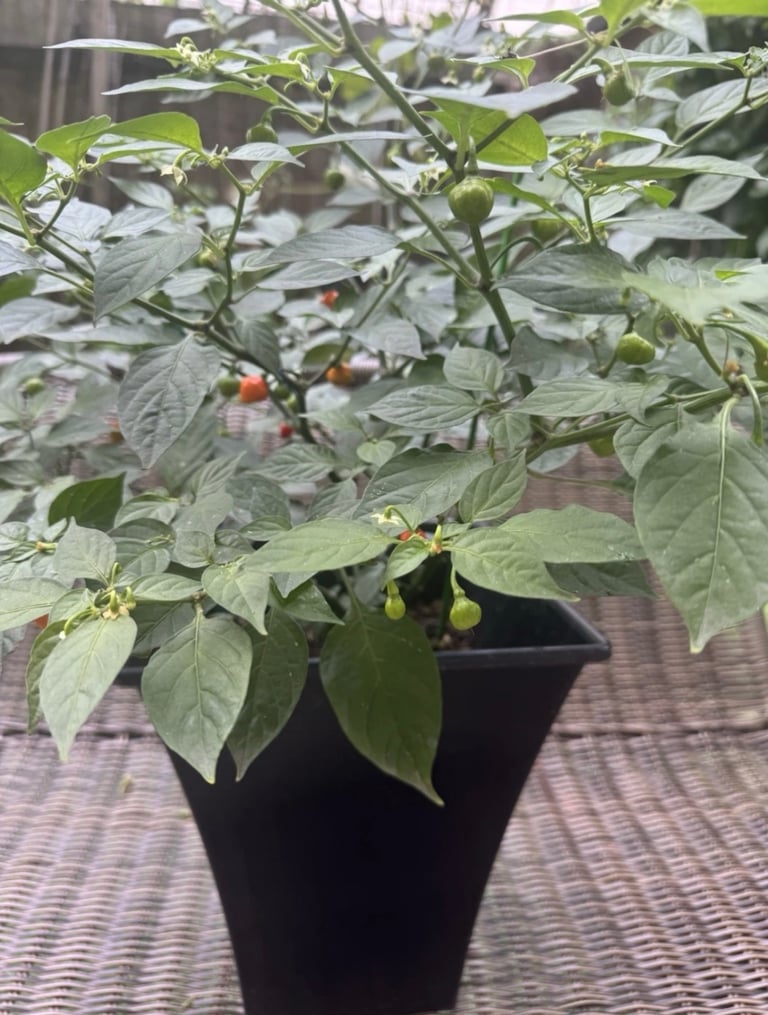 Round naga plant