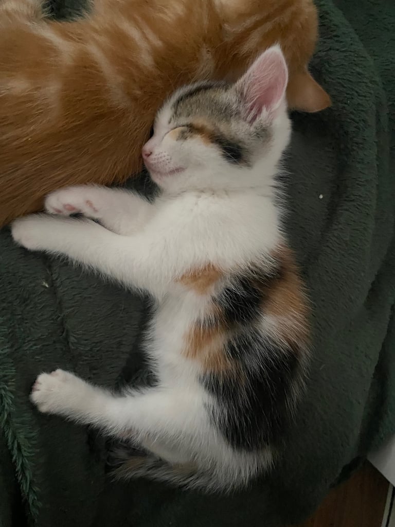 adorable kittens for sale 