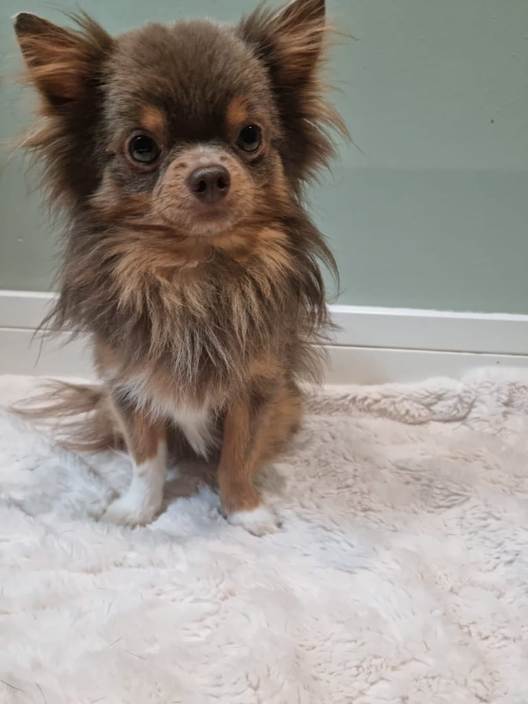 4yr old and  3 year old chihuahuas *MUST GO TOGETHER* 