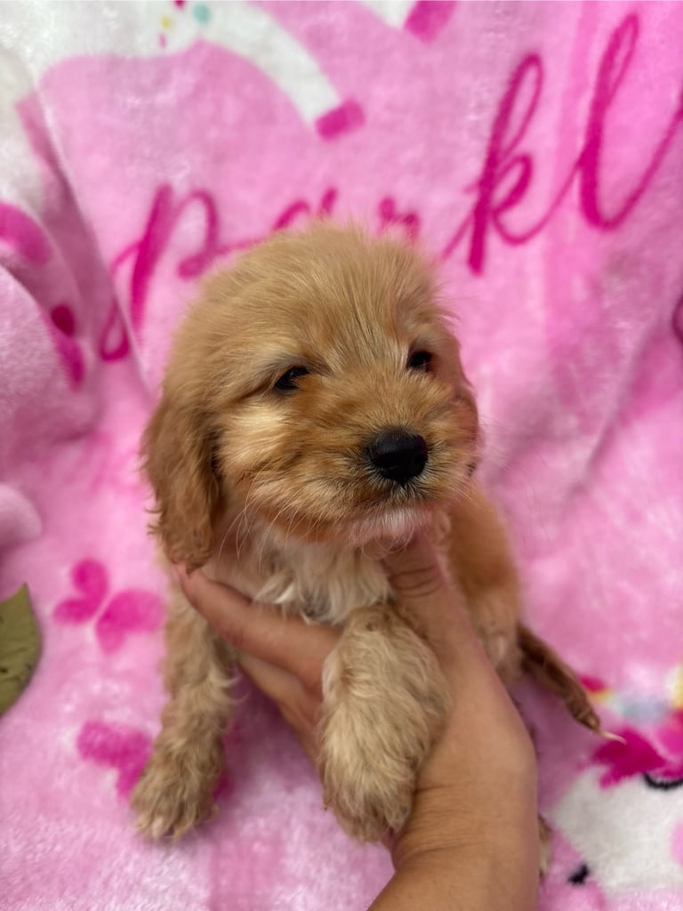 F1 Cockapoo Puppies 