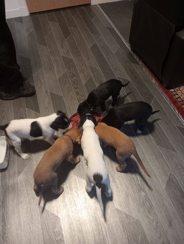 Pups for sale