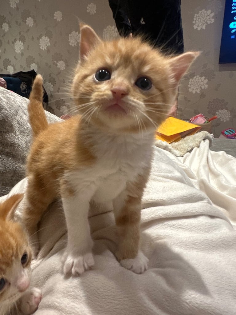 Ragdoll kittens for sale 