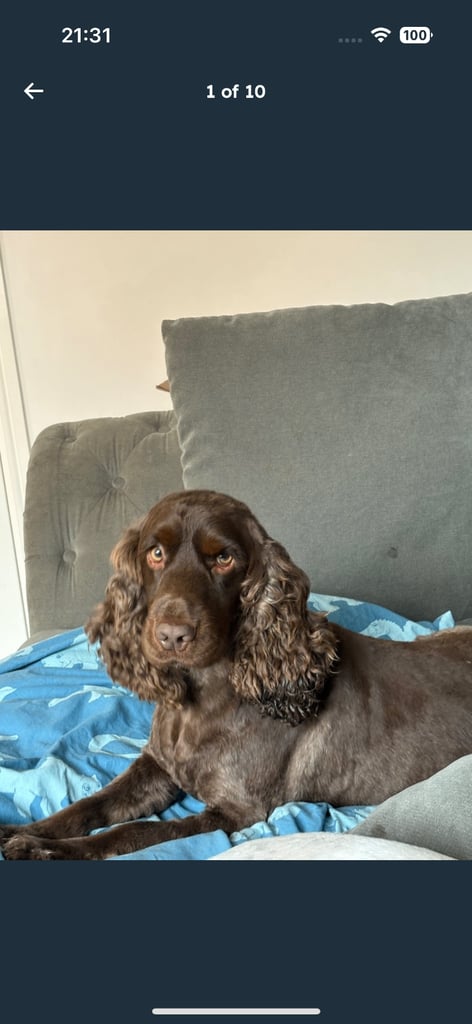 Cocker spaniel 
