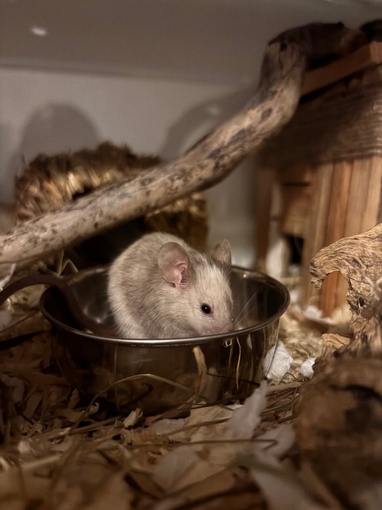 image for fancy mice 