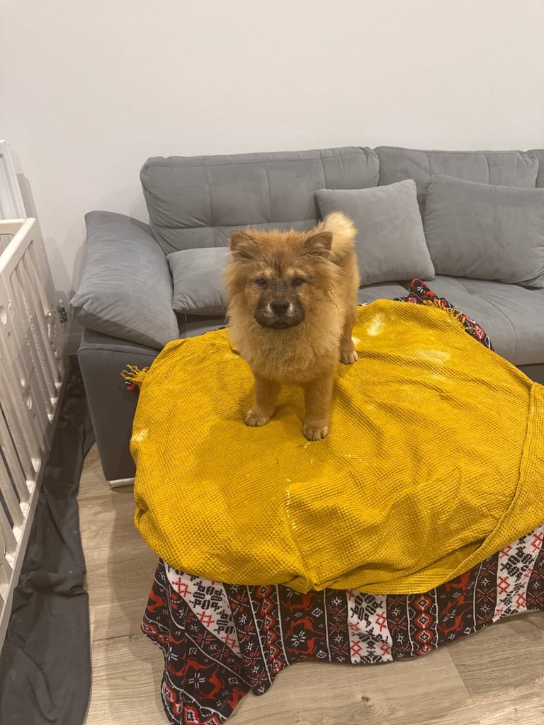 Chow chow pups   2 left price vary 