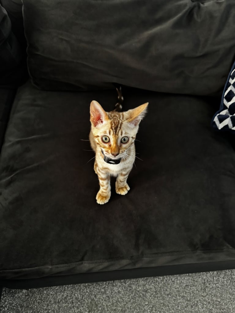 Stunning Snow Sepia Pedigree Bengal Kitten – Male – Ready Now 
