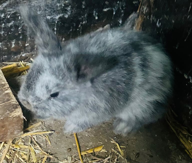 Baby Lop Eared Rabbits
