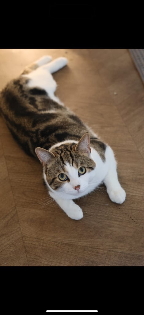 image for 1 year old cat