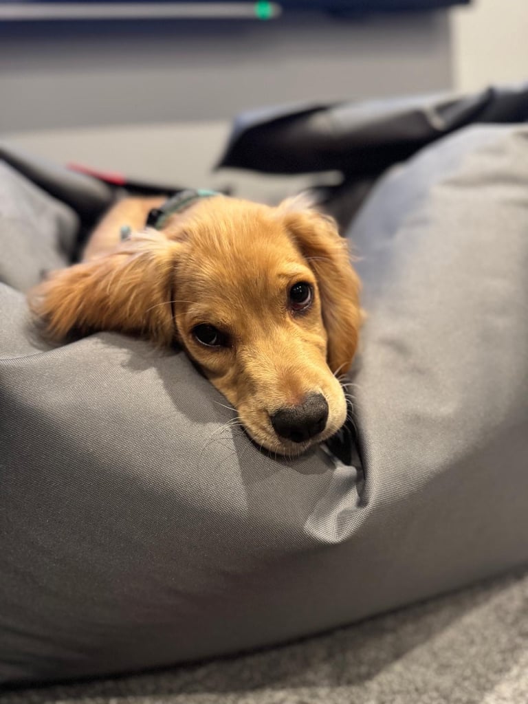 F1 cocker spaniel puppy 