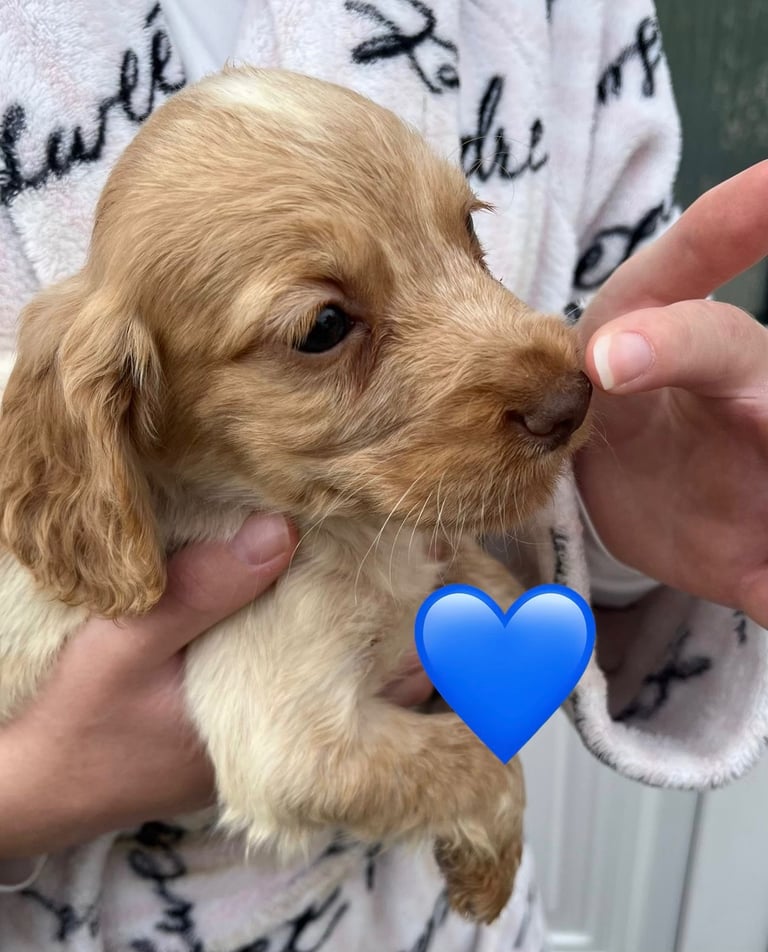 Cocker spaniel pups