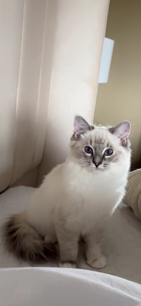 Ragdoll Cat Blue Eyes