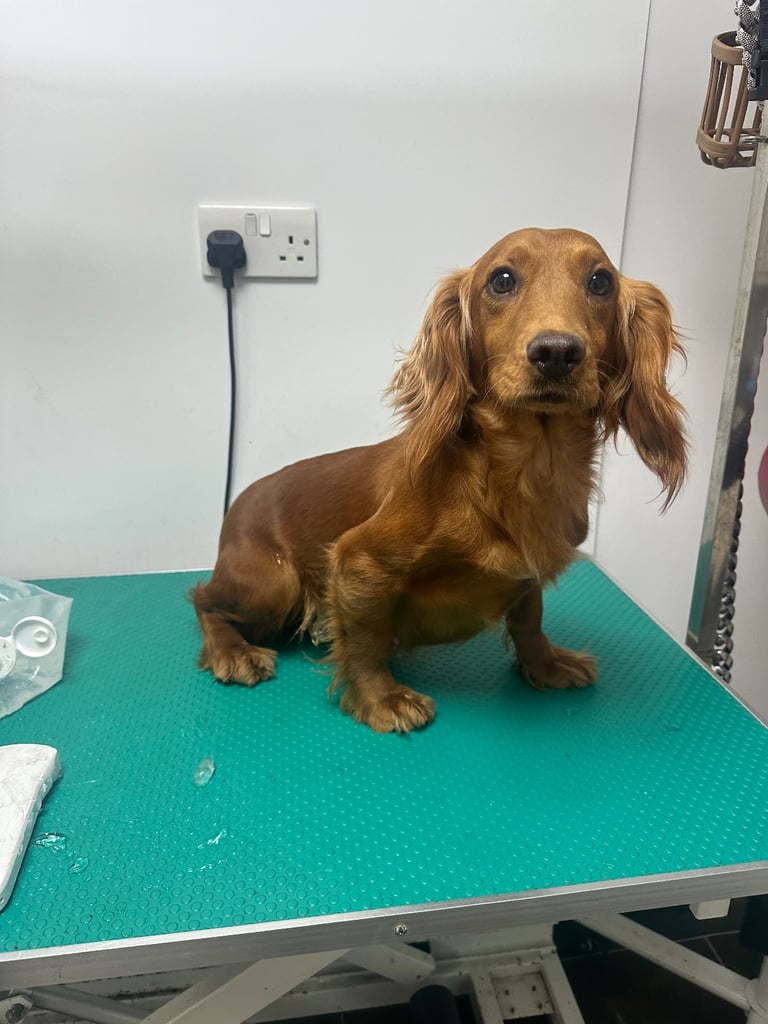 Cocker spaniel puppies field trial lines . 