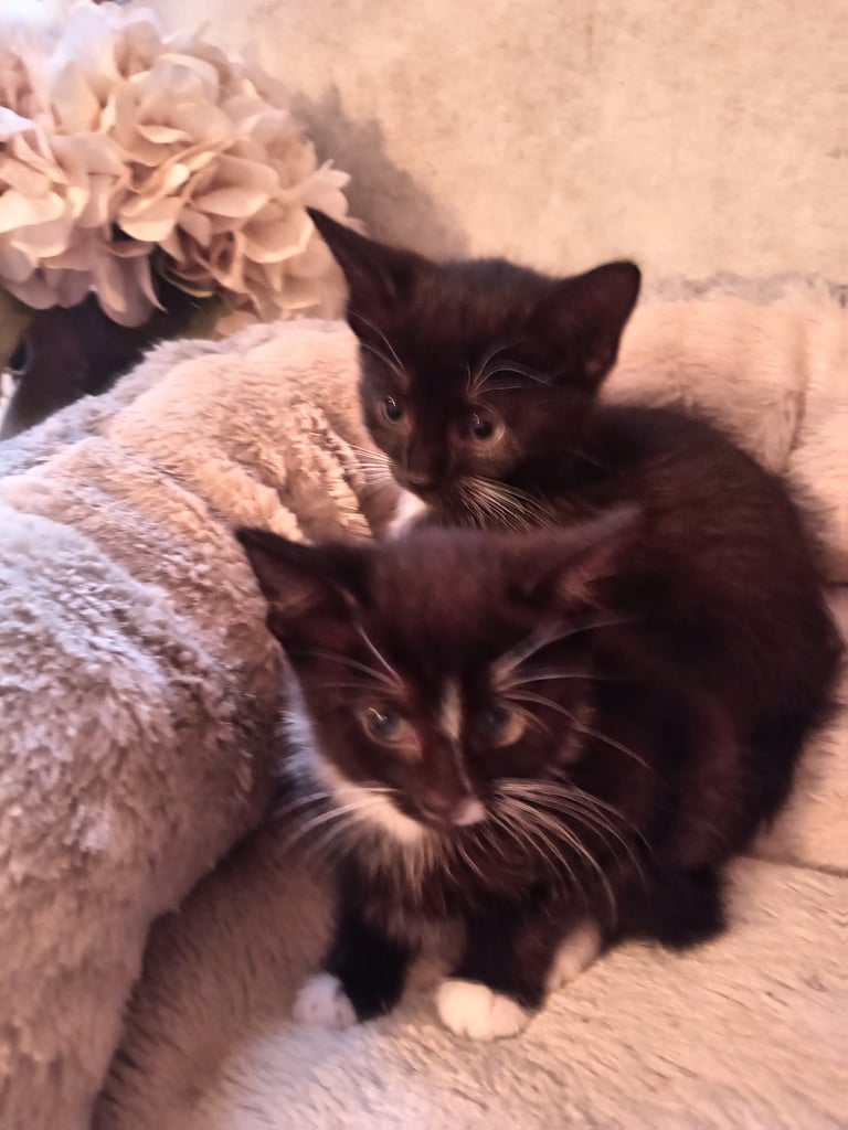 2 adorable tuxedo female kittens