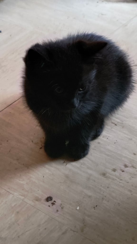 Catss kittens