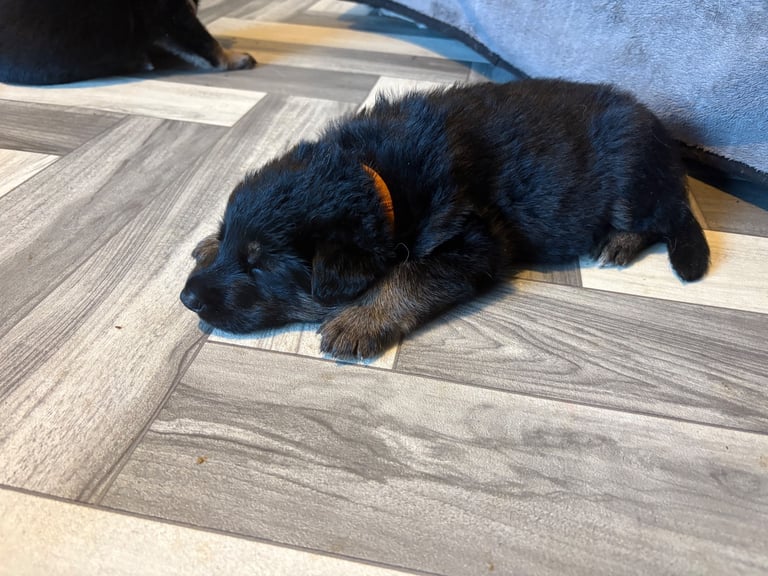 German shepherd pups 