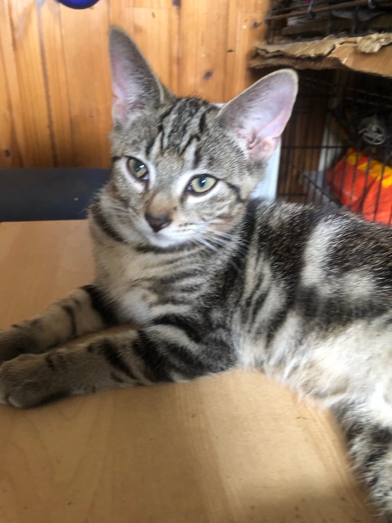 Bengal cross kitten male 