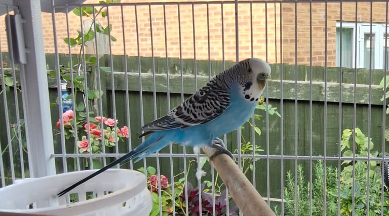 Cockatiel and budgies 