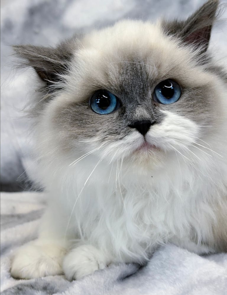 Stunning Ragdoll Kittens 3 Left Ready To Leave!