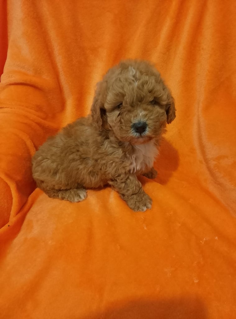 image for Cockapoo puppies 