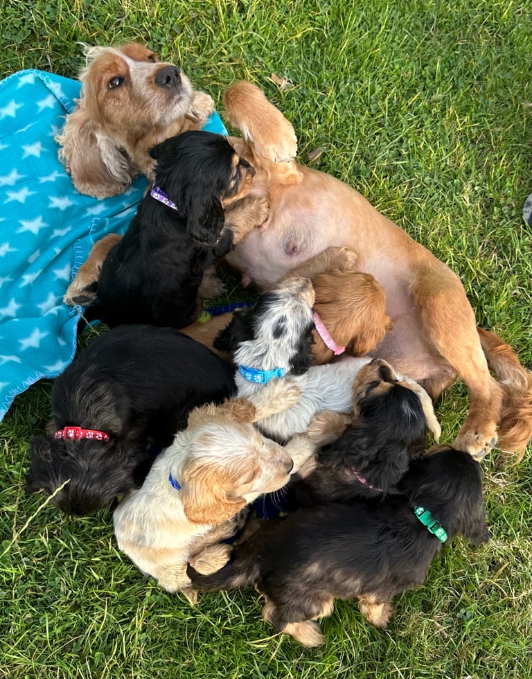 ONLY 3  LEFT Cocker show type spaniel puppy’s 