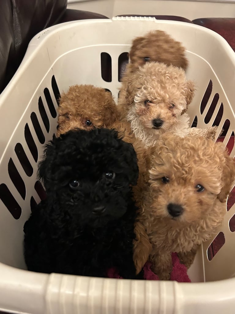 Toy poodle puppies Aberdeenshire 
