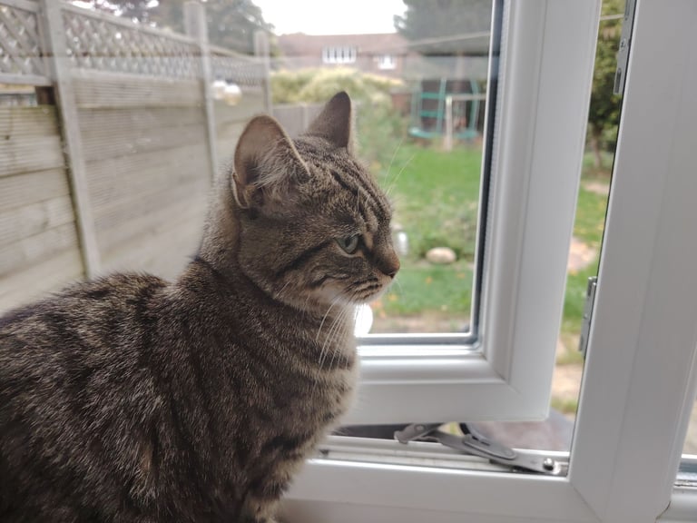 Tabby girl