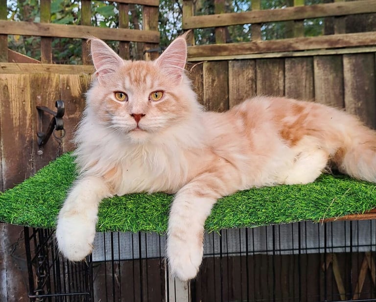 image for Gorgeous Maine Coon x Ginger Boy Kittens 