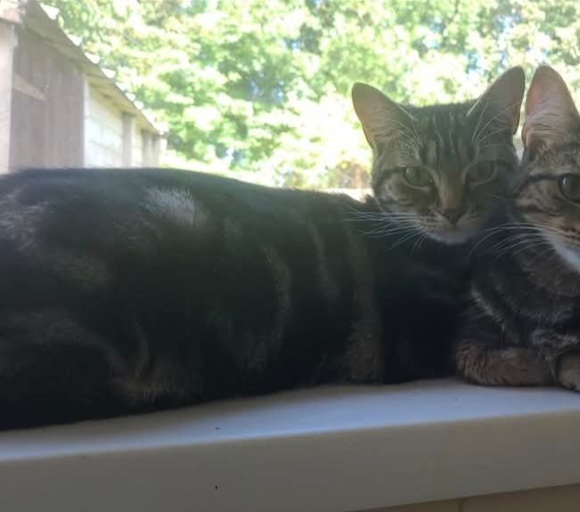 Beautiful cat for sale 