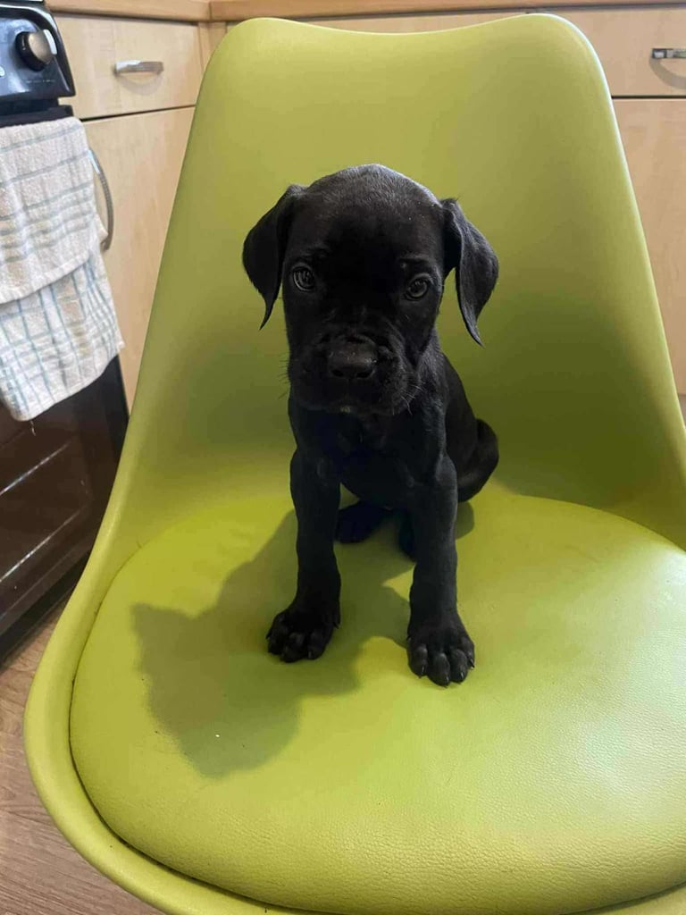 Cane corso girls