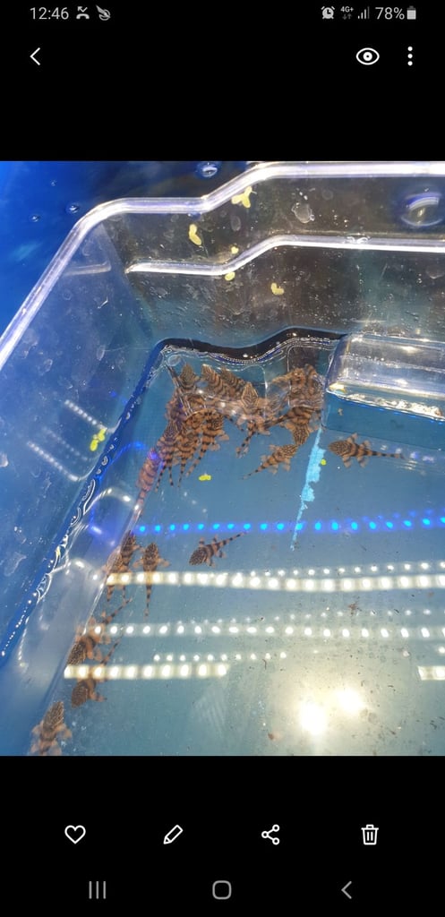 Tropical fish Angelfish,corydoras,super reds long fins plecos,shrimps, and l397 plecos 
