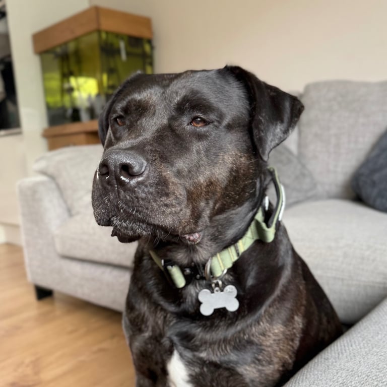 Max - Big softy needs a new home
