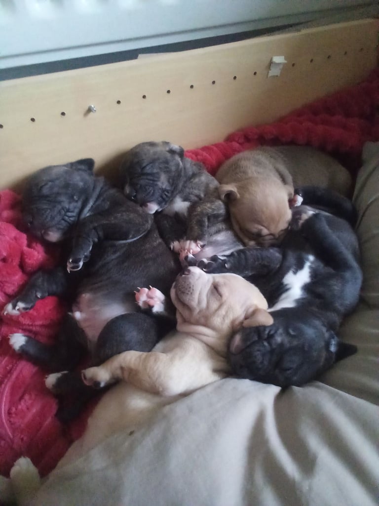 Puppies for sale