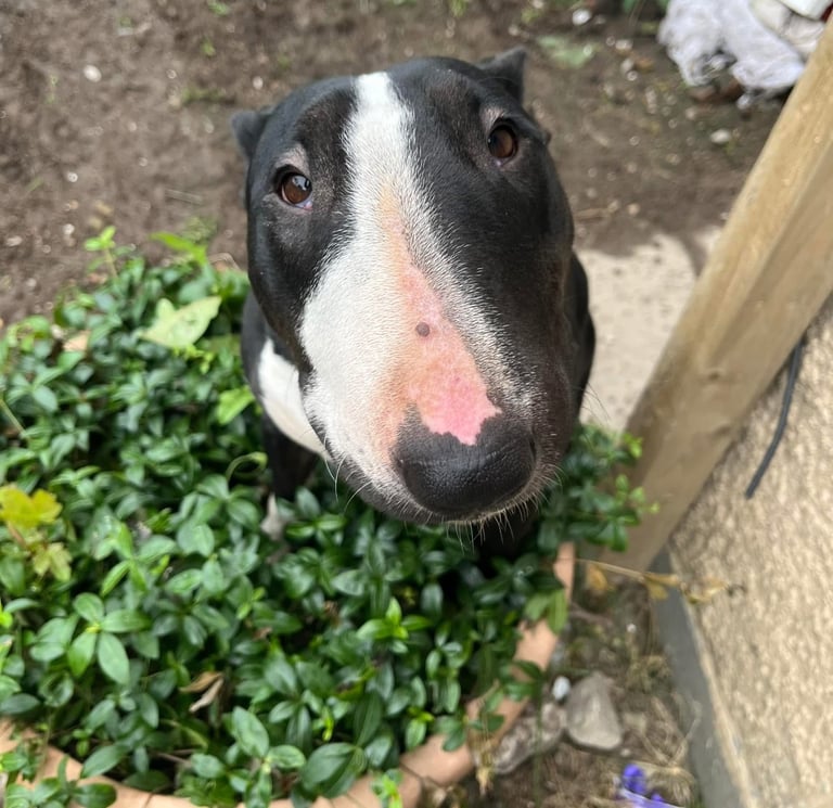 English bull terrier