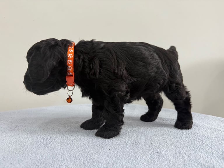 image for 2 Adorable F1 Cockapoo Girl Puppies: 5weeks Old